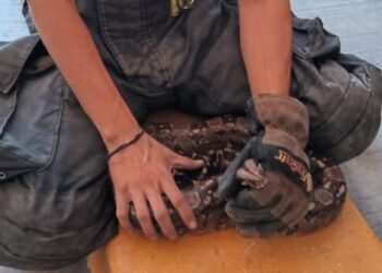 Insólito: Bomberos capturan una …Boa