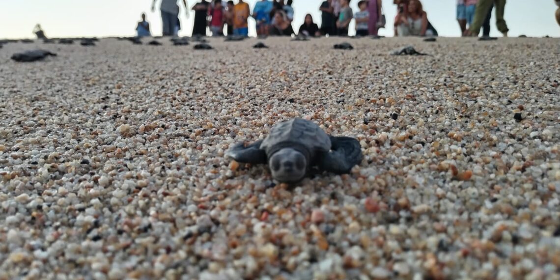 Han protegido un total de 8 mil 749 nidos de tortugas marinas en todo el municipio de Los Cabos