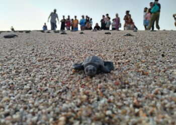 Han protegido un total de 8 mil 749 nidos de tortugas marinas en todo el municipio de Los Cabos