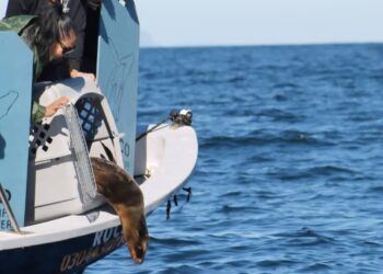 ENTERNECEDORA HISTORIA: Exitosa rehabilitación de lobo marino en el Centro de Rescate de la Unidad Pichilingue UABCS