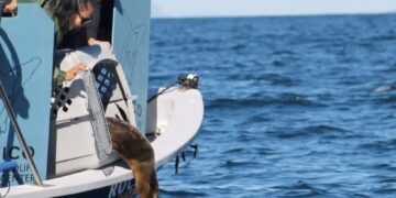 ENTERNECEDORA HISTORIA: Exitosa rehabilitación de lobo marino en el Centro de Rescate de la Unidad Pichilingue UABCS