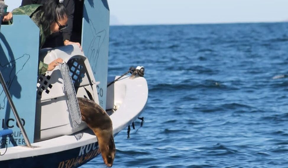 ENTERNECEDORA HISTORIA: Exitosa rehabilitación de lobo marino en el Centro de Rescate de la Unidad Pichilingue UABCS