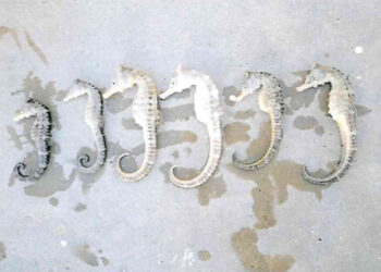 “Secuestran” 6 “caballitos del Mar”…