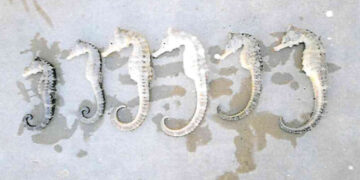 “Secuestran” 6 “caballitos del Mar”…