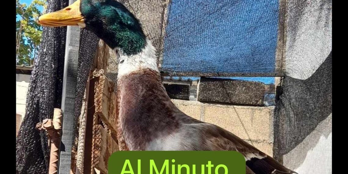 “Lucas”, sigue sin regresar a casa; Piden a quien lo tenga que “lo trate bien”