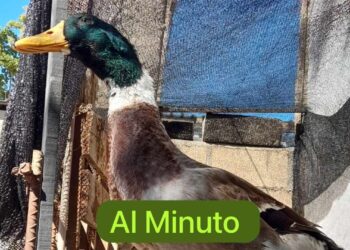 “Lucas”, sigue sin regresar a casa; Piden a quien lo tenga que “lo trate bien”