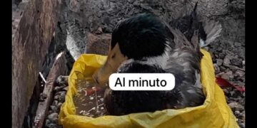 “Lucas”, ya está en casa y se da un “rico”  chapuzón:; “Hoy me alegre, bastante”, dice su dueña