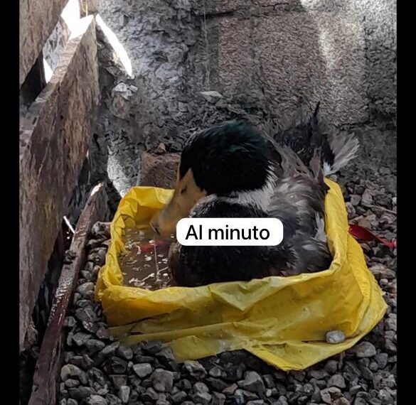 “Lucas”, ya está en casa y se da un “rico”  chapuzón:; “Hoy me alegre, bastante”, dice su dueña