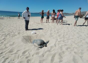 Refuerzan Vigilancia en Zonas de Anidación de Tortugas Marinas
