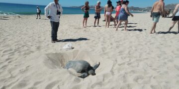 Refuerzan Vigilancia en Zonas de Anidación de Tortugas Marinas