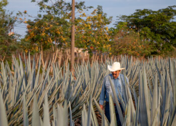 Alcalde de municipio de Jalisco, anuncia su reelección y lo… asesinan a balazos