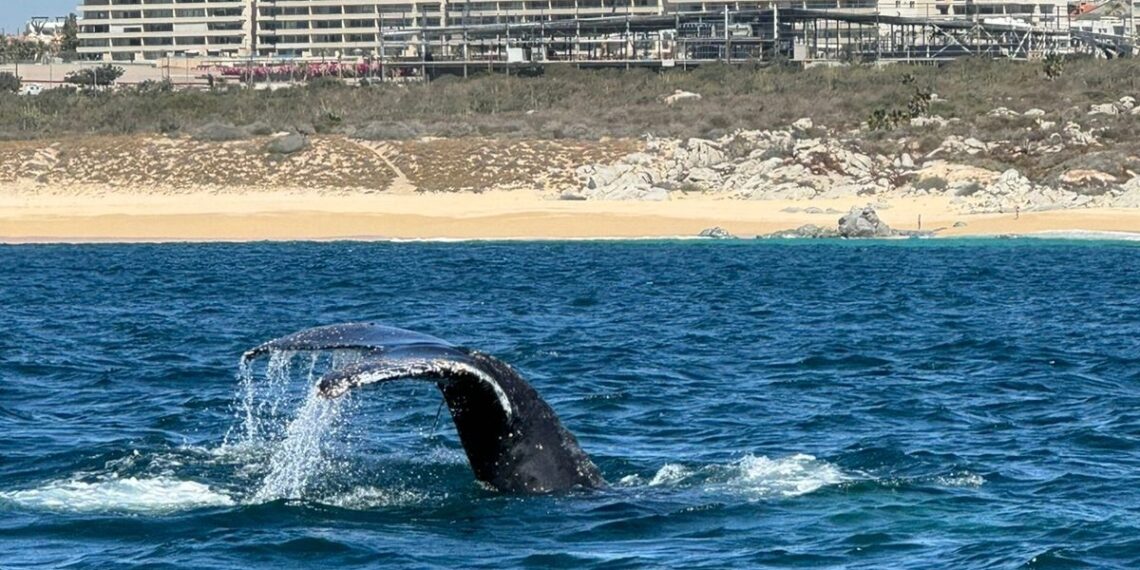 Salvan a Ballena, que estaba “enmallada” en la Bahía de Cabo San Lucas