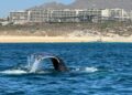 Salvan a Ballena, que estaba “enmallada” en la Bahía de Cabo San Lucas