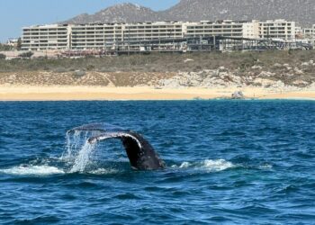 Salvan a Ballena, que estaba “enmallada” en la Bahía de Cabo San Lucas