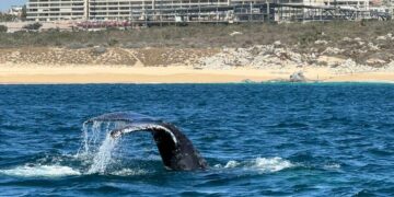 Salvan a Ballena, que estaba “enmallada” en la Bahía de Cabo San Lucas