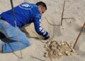 En Periodo de Vacaciones de Semana Santa, Pusieron en Resguardo 405  Huevos de Tortugas Marinas, Localizadas en Diversas Zonas del Municipio