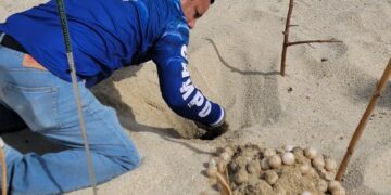 En Periodo de Vacaciones de Semana Santa, Pusieron en Resguardo 405  Huevos de Tortugas Marinas, Localizadas en Diversas Zonas del Municipio