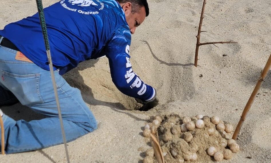 En Periodo de Vacaciones de Semana Santa, Pusieron en Resguardo 405  Huevos de Tortugas Marinas, Localizadas en Diversas Zonas del Municipio