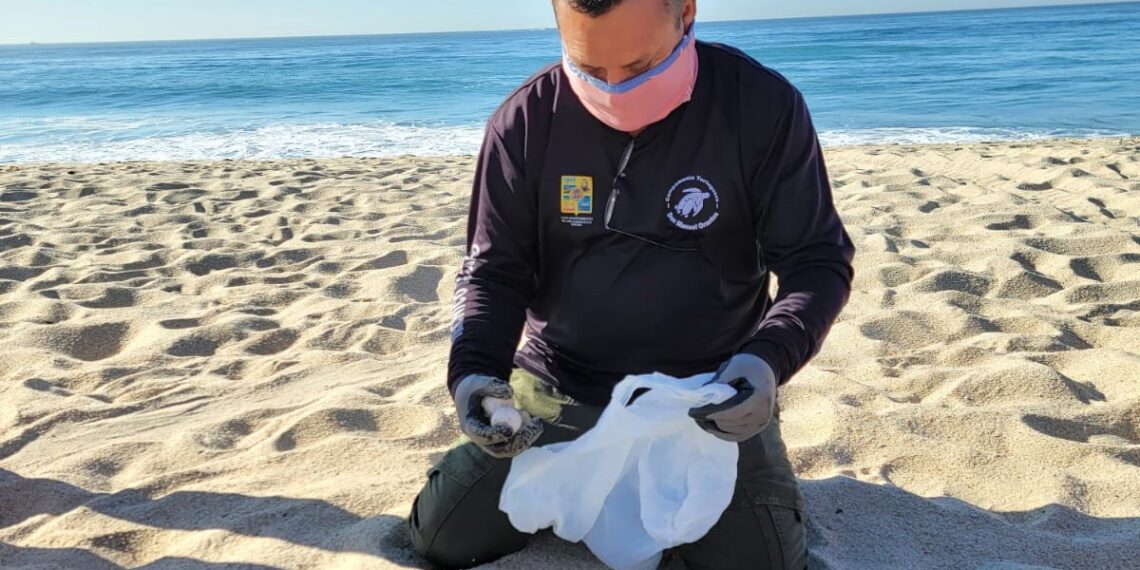 Titánica Labor: Autoridades de Los Cabos, Protegen Arribo y  Anidación de Tortugas Marinas, en 130 Kilómetros de Litoral