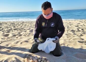 Titánica Labor: Autoridades de Los Cabos, Protegen Arribo y  Anidación de Tortugas Marinas, en 130 Kilómetros de Litoral