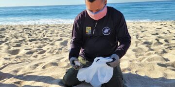 Titánica Labor: Autoridades de Los Cabos, Protegen Arribo y  Anidación de Tortugas Marinas, en 130 Kilómetros de Litoral