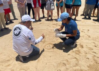 Capacitan a Personal de Hoteles, Para Proteger a las  Tortugas Marinas, que Arriban a Costas de Los Cabos