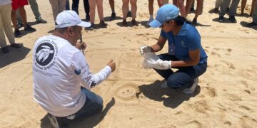 Capacitan a Personal de Hoteles, Para Proteger a las  Tortugas Marinas, que Arriban a Costas de Los Cabos