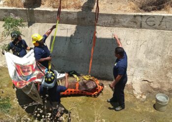 Bomberos Realizan Heroico Rescate  de Caballo que Estaba Atrapado en una Zanja