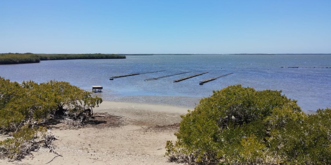 Recorre SEPADA y CESA Campos Acuícolas del Municipio de Comondú