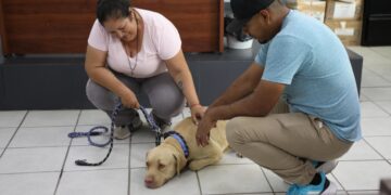 Adoptan al “Güero”, perro que vivía afuera de un OXXO, en La Paz