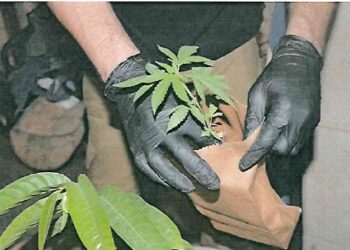 FGR Obtiene Vinculación a Proceso en Contra de 2 Personas, por Posesión de Marihuana