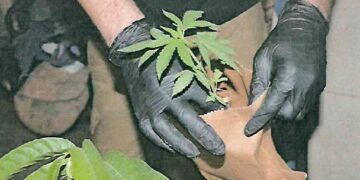 FGR Obtiene Vinculación a Proceso en Contra de 2 Personas, por Posesión de Marihuana