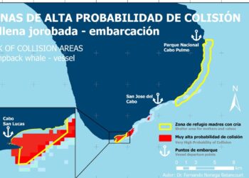 Reunión Para la Prevención de Colisiones Entre Embarcaciones y Ballenas en Cabo San Lucas