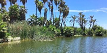 Inician los primeros pasos de colaboración para la restauración y la creación de un parque ecológico en el Estero de San José del Cabo