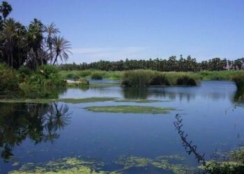 El futuro del Estero de San José del Cabo depende de un liderazgo claro y expertos en conservación.