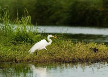 Plan de Actualización de Manejo la solución al rescate del estero, resalta consejo asesor científico