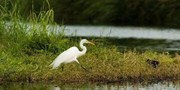 Plan de Actualización de Manejo la solución al rescate del estero, resalta consejo asesor científico