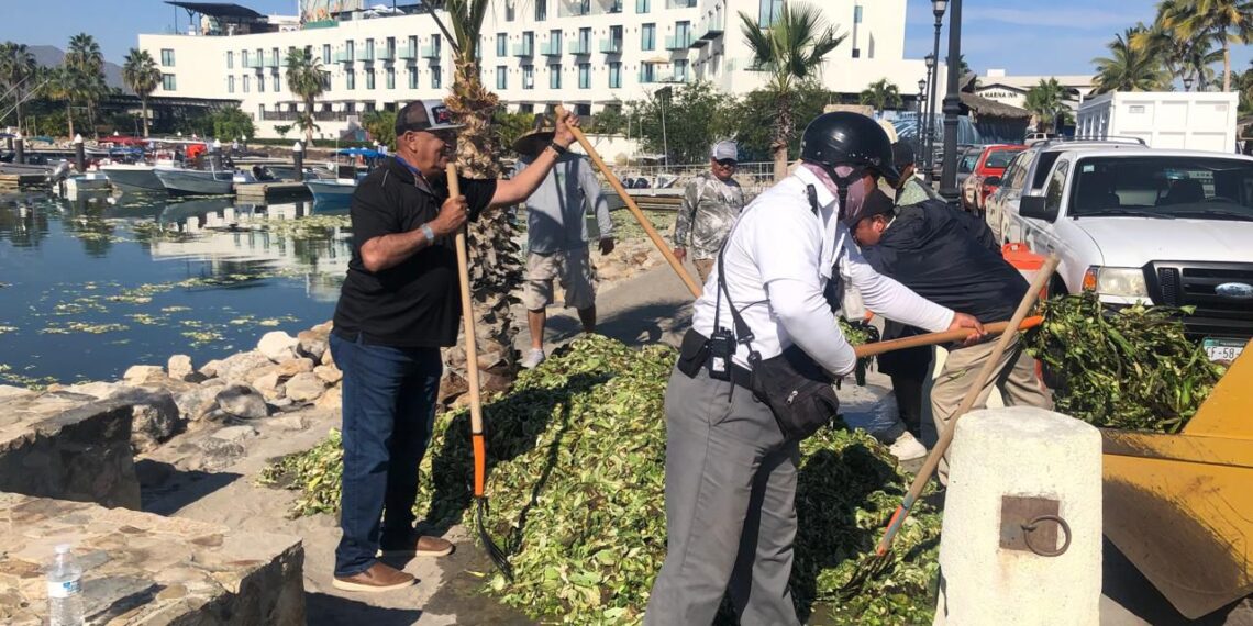 Pescadores, autoridades y personal de Puerto Los Cabos colaboran para retirar lirio acuático