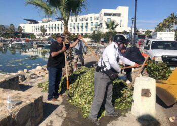 Pescadores, autoridades y personal de Puerto Los Cabos colaboran para retirar lirio acuático