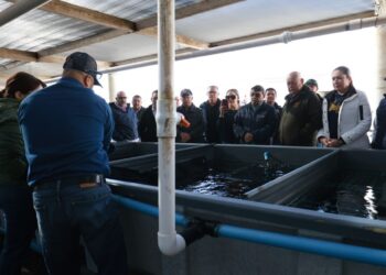 Gobierno del Estado, CONAPESCA,  y Productores Suman Esfuerzos para Mejorar Aprovechamiento de Abulón en la Pacífico Norte