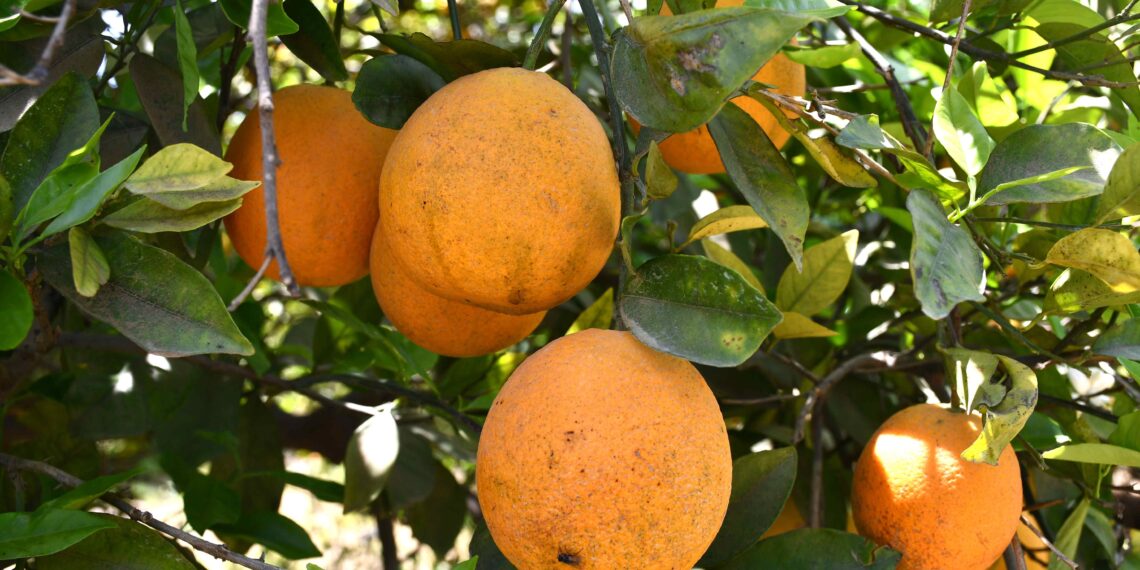 Gobierno de BCS Trabaja en Plan Estratégico de Sanidad Vegetal