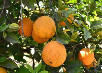 Gobierno de BCS Trabaja en Plan Estratégico de Sanidad Vegetal