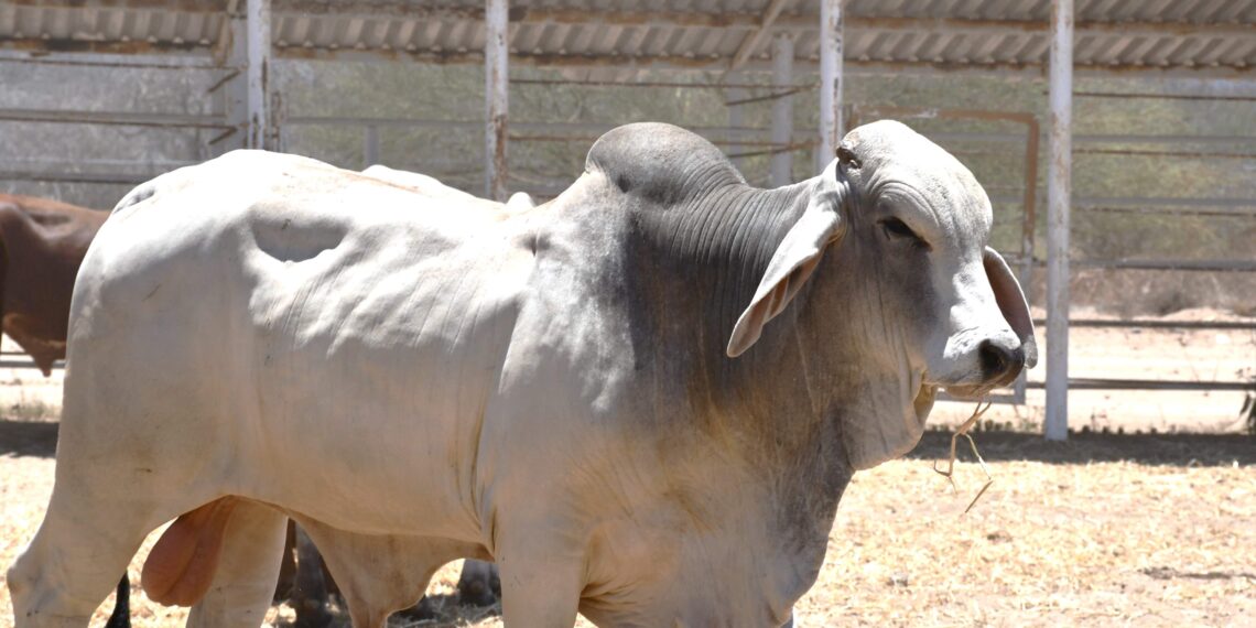 Con 15.6 MDP Gobierno Estatal Apoyó en 2024 al Sector Ganadero Sudcaliforniano