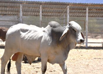 Con 15.6 MDP Gobierno Estatal Apoyó en 2024 al Sector Ganadero Sudcaliforniano