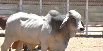 Con 15.6 MDP Gobierno Estatal Apoyó en 2024 al Sector Ganadero Sudcaliforniano