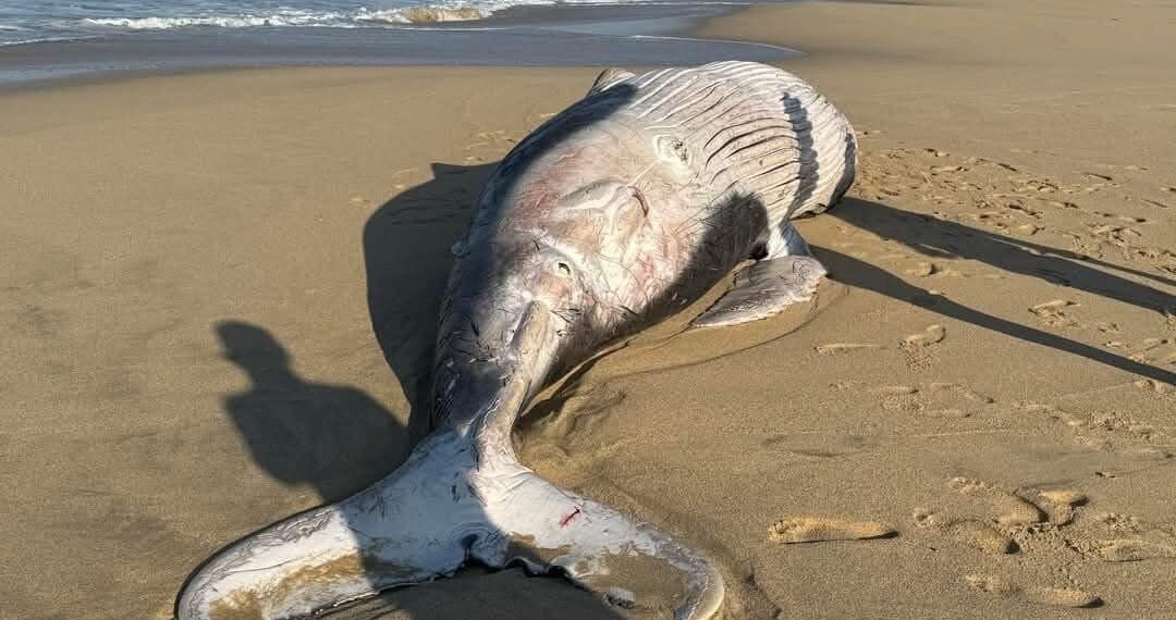 Hallan sin vida un ejemplar joven de Ballena Jorobada, en Playa de El Pescadero