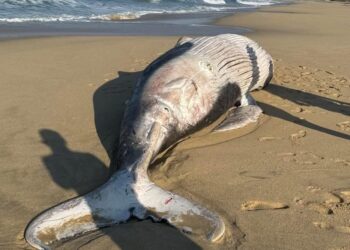 Hallan sin vida un ejemplar joven de Ballena Jorobada, en Playa de El Pescadero