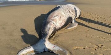Hallan sin vida un ejemplar joven de Ballena Jorobada, en Playa de El Pescadero