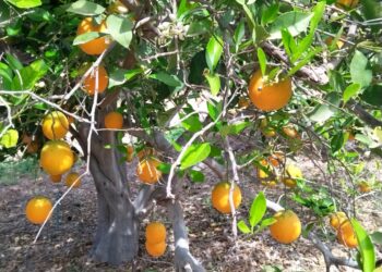 SEPADA sostiene reunión con citricultores del Valle de Santo Domingo