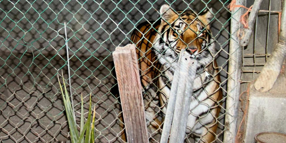 Decomisan un…Tigre, Armas y Droga